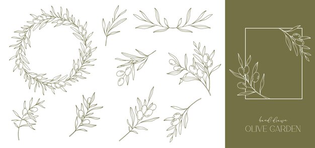 Kresba olivy, černobílá, olivové ratolesti na bílém pozadí, botanická kresba