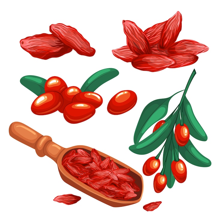 Vektor kustovnice červená, sada, kreslená vektorová ilustrace