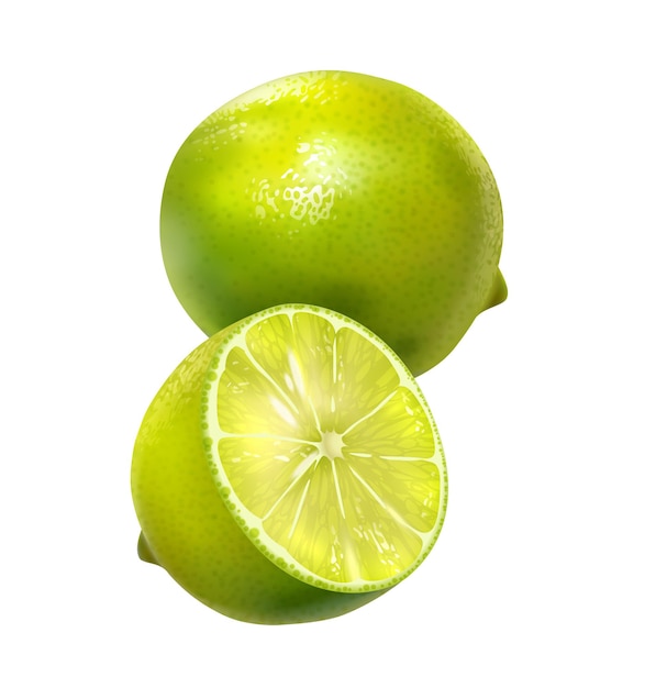 lamon lime half slice illustration isolated vector design