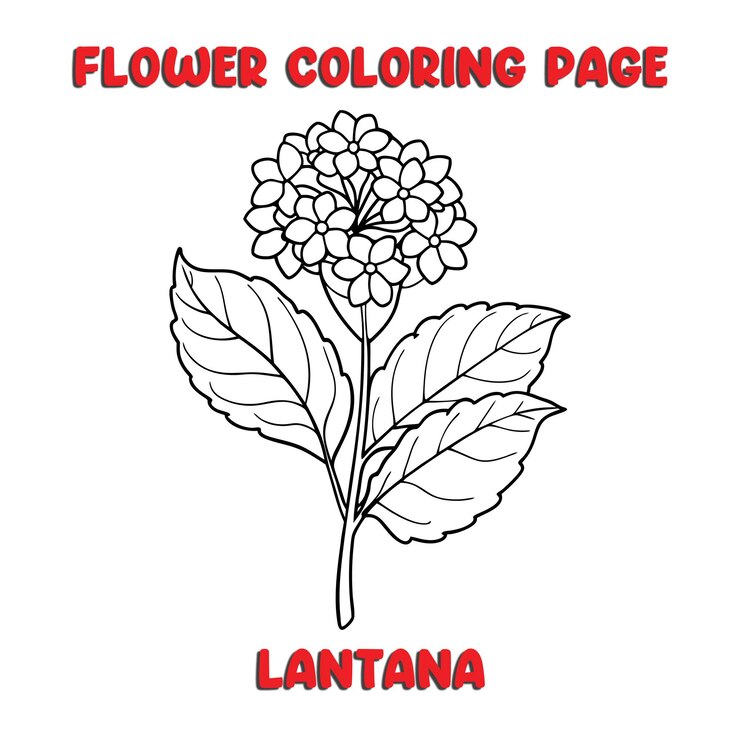 Vektor lantana flowers coloring book for kids