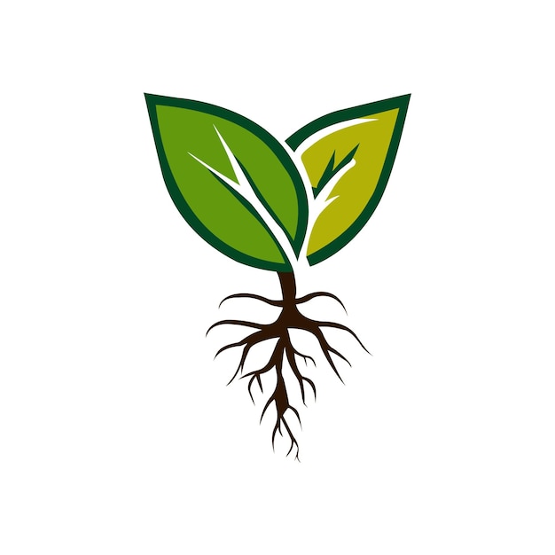 Leaf Leaf illustration Leaf Logo