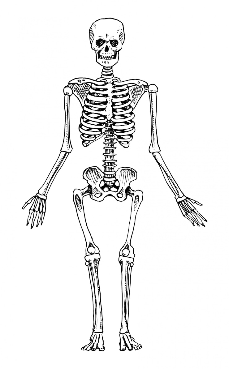 Vektor lidská biologie, anatomická ilustrace. rytá ruční kresba ve starém náčrtu a vintage stylu. silueta kostry. kosti těla.