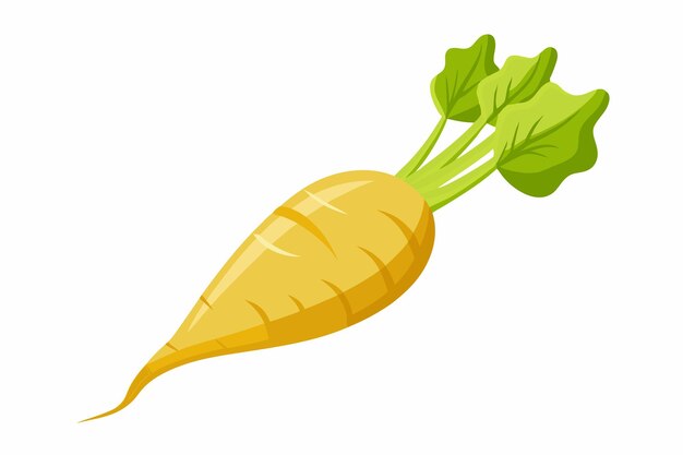 Parsnip vector illustration isolated in white background