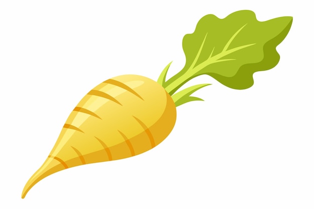 Parsnip vector illustration isolated in white background