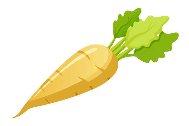 Parsnip vector illustration isolated in white background