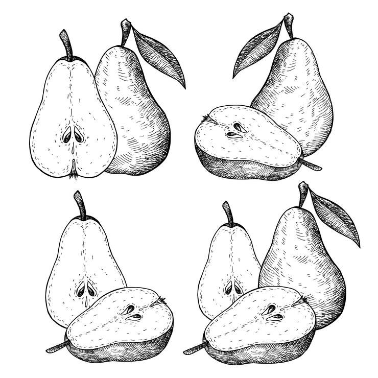 Vektor pear fruit hand drawn