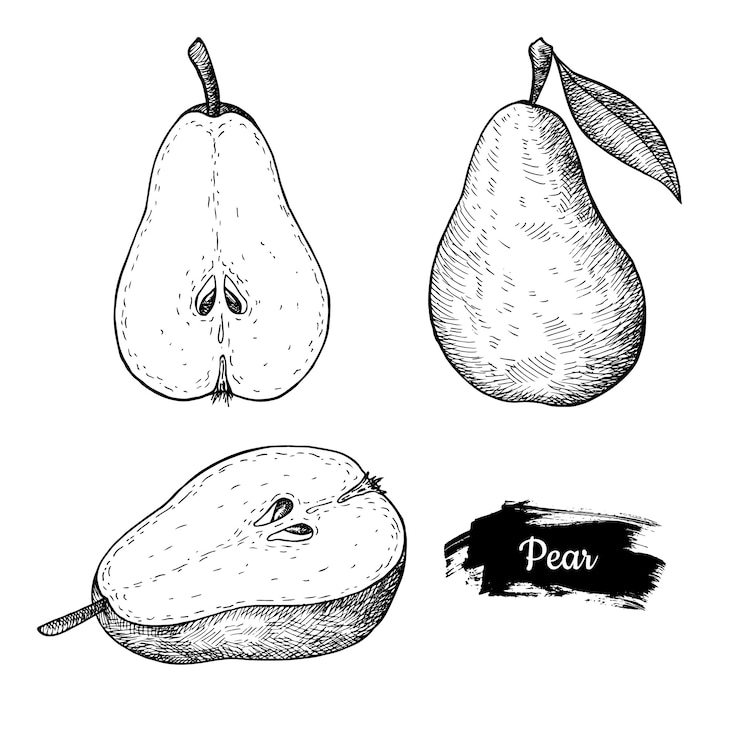 Vektor pear fruit hand drawn.