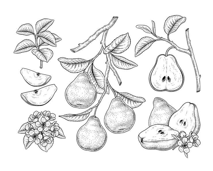 Vektor pear fruits drawings.