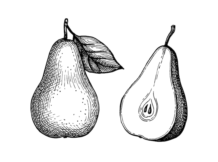 Vektor pear ink sketch isolated on white background hand drawn vector illustration retro style