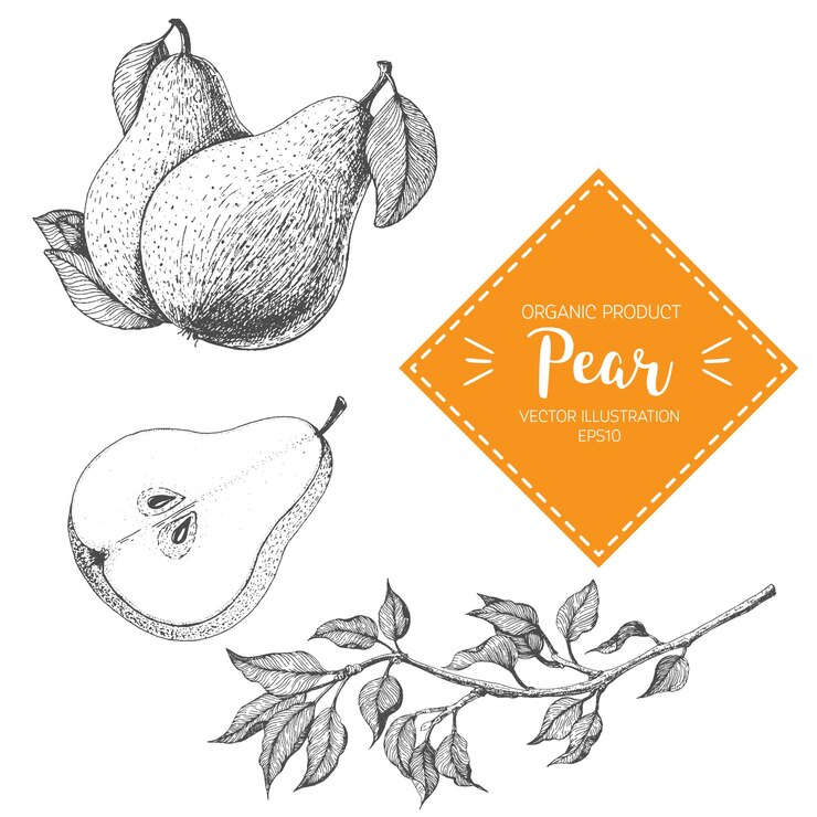 Vektor pear vector illustration. hand-drawn design element. a fruit drawn in vintage style