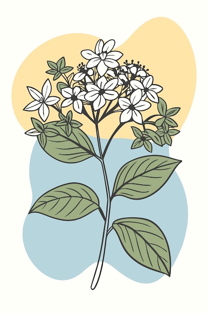 Pentas Branch with Vibrant Flower Blossoms and Colorful Blobs Vector Illustration in Detailed Design