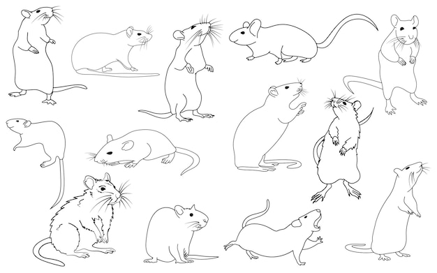 Rat line art doodle element design clipart set