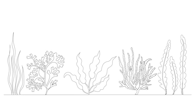 Seaweed sketch drawing one continuous line vector