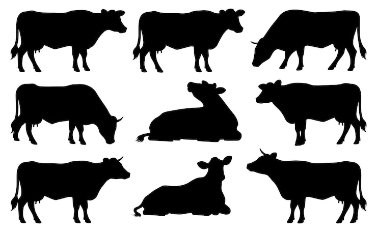 Vektor set of jersey cow silhouettes in various poses isolated vector on white background