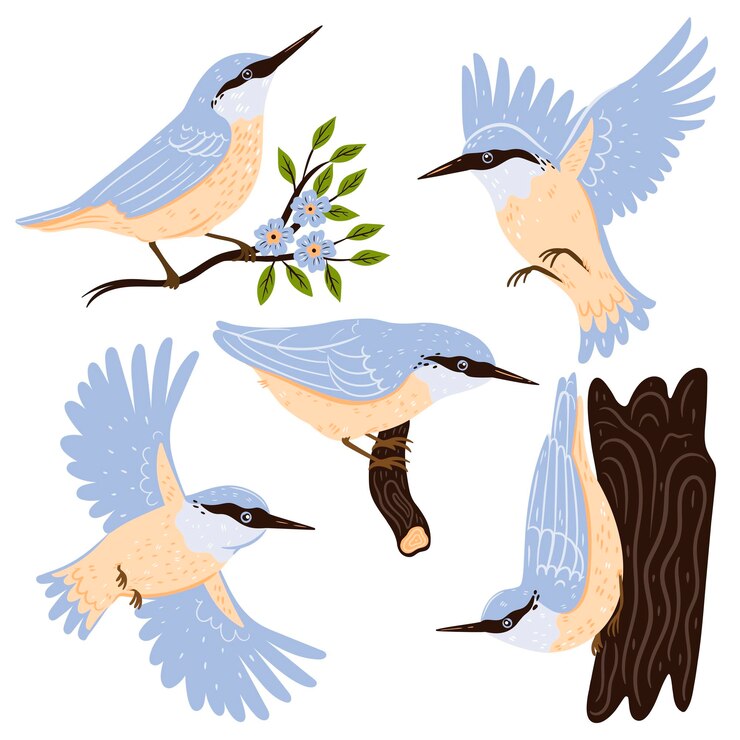 Vektor set of nuthatch birds isolated on white background