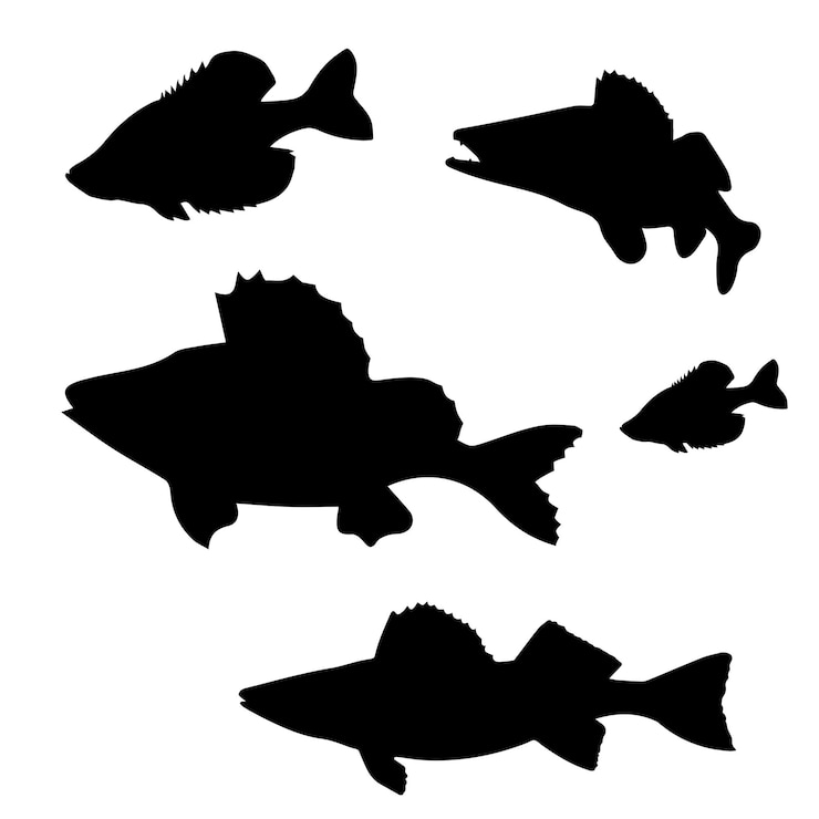 Vektor silhouette fish02