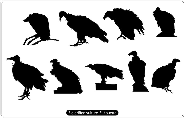 Vektor silhouette of a flying griffon vulture bird, scientifically known as gyps fulvus. vector illustratio
