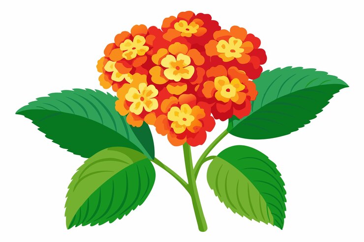 Vektor vector illustration of lantana flower beautiful bright flower for design of postcard