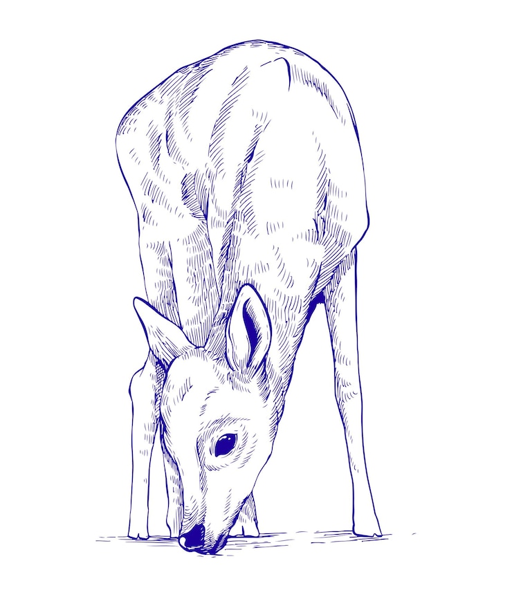 Vektor vector sketch drawing of a standing deer eating grass in blue ink