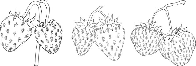 Vector strawberry line art illustrations set hand drawn botanical outline drawing