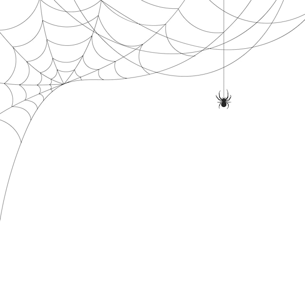 White background with cobweb and spider Insects Illustration background with copy space vector
