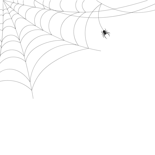 White background with cobweb and spider Insects Illustration background with copy space vector
