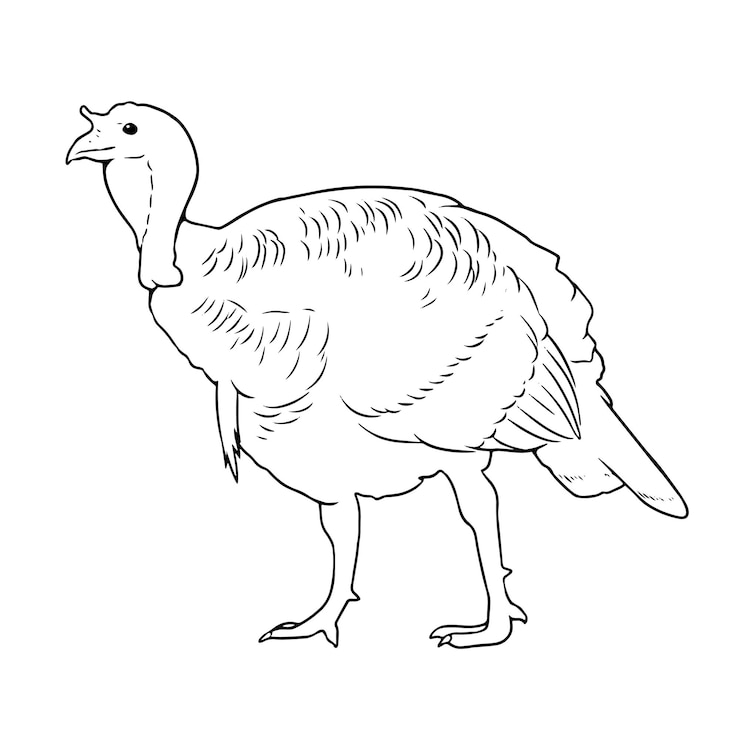 Vektor young male domestic turkey coloring book page black and white outline zoo animals illustration for children