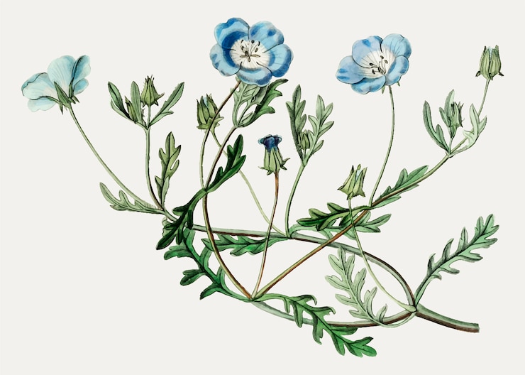 Zdarma Vektor baby blue eyes flower