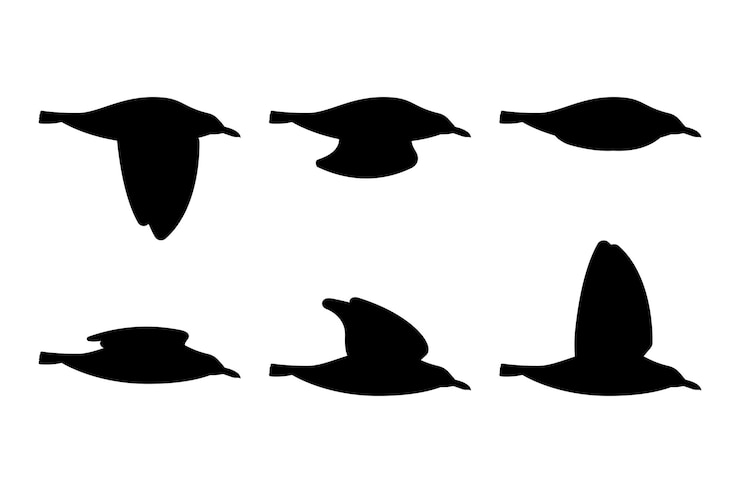 Zdarma Vektor flying bird silhouette