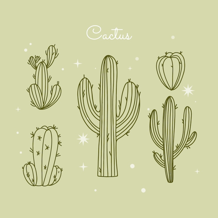 Zdarma Vektor hand drawn cactus outline illustration