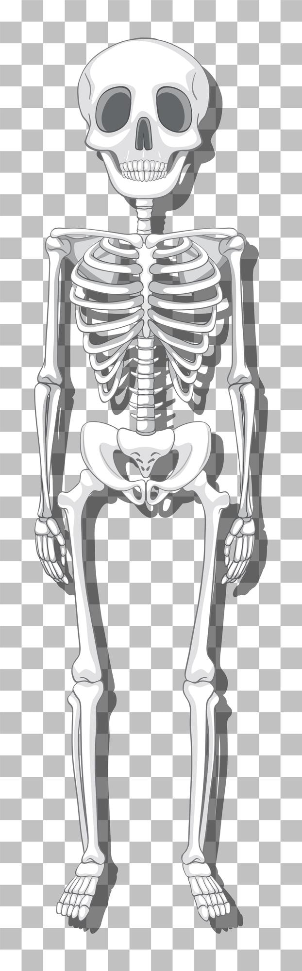 Zdarma Vektor human skeleton on grid background