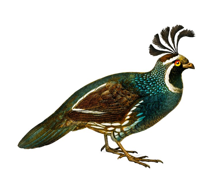 Zdarma Vektor křepelka kalifornská (callipepla californica)