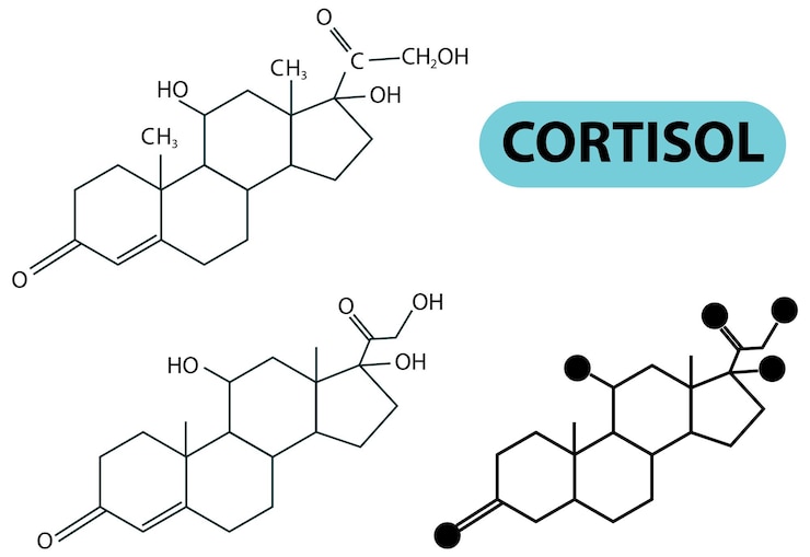 Zdarma Vektor molecular structure of cortisol