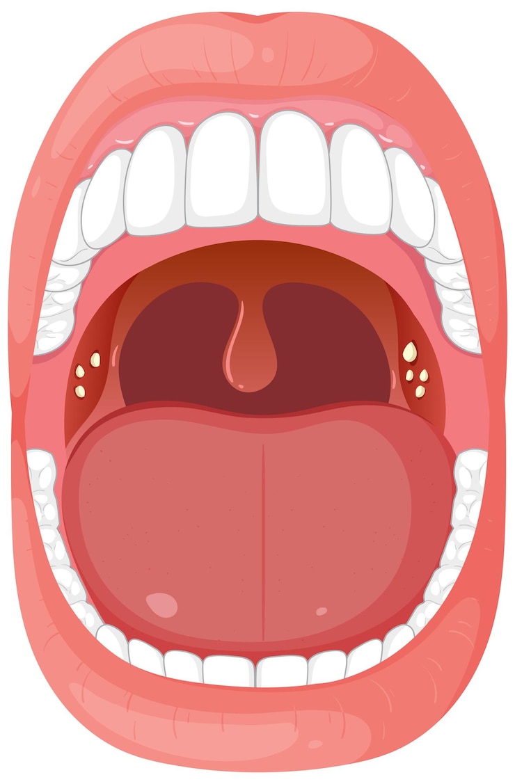 Zdarma Vektor open mouth anatomy illustration