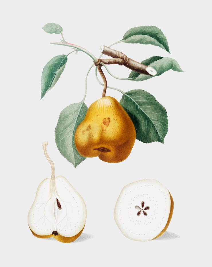 Zdarma Vektor pear from pomona italiana illustration