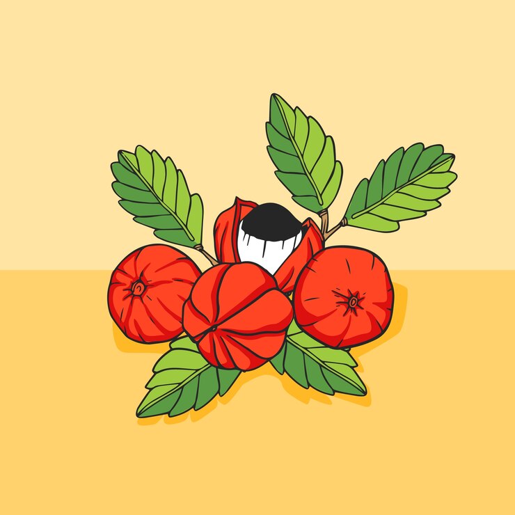 Zdarma Vektor ručně kreslené ilustrace guarany