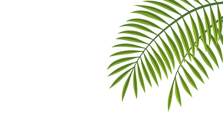 Zdarma Vektor vektorová ilustrace palmového listu s prostorem pro text izolovaná na bílém pozadí