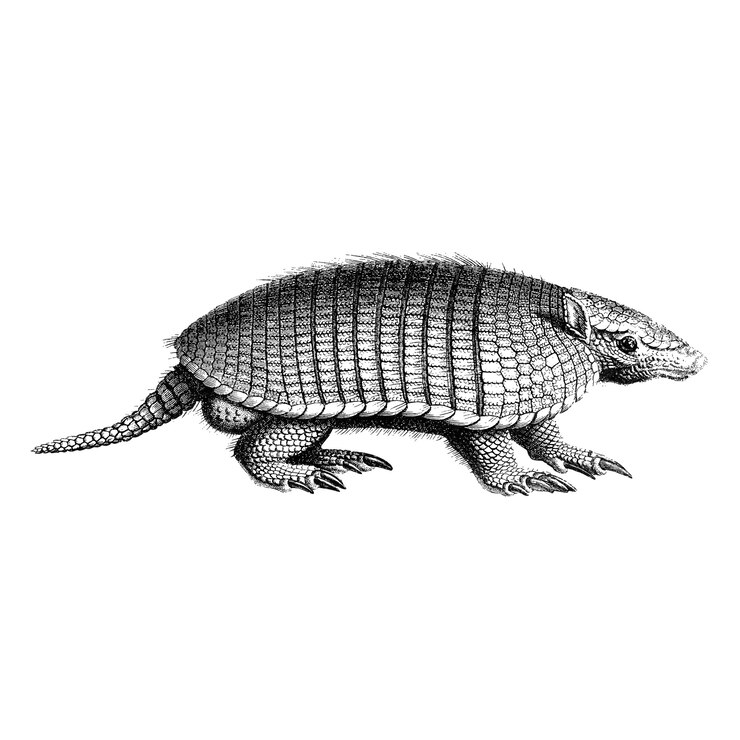Zdarma Vektor vintage illustrations of yellow armadillo