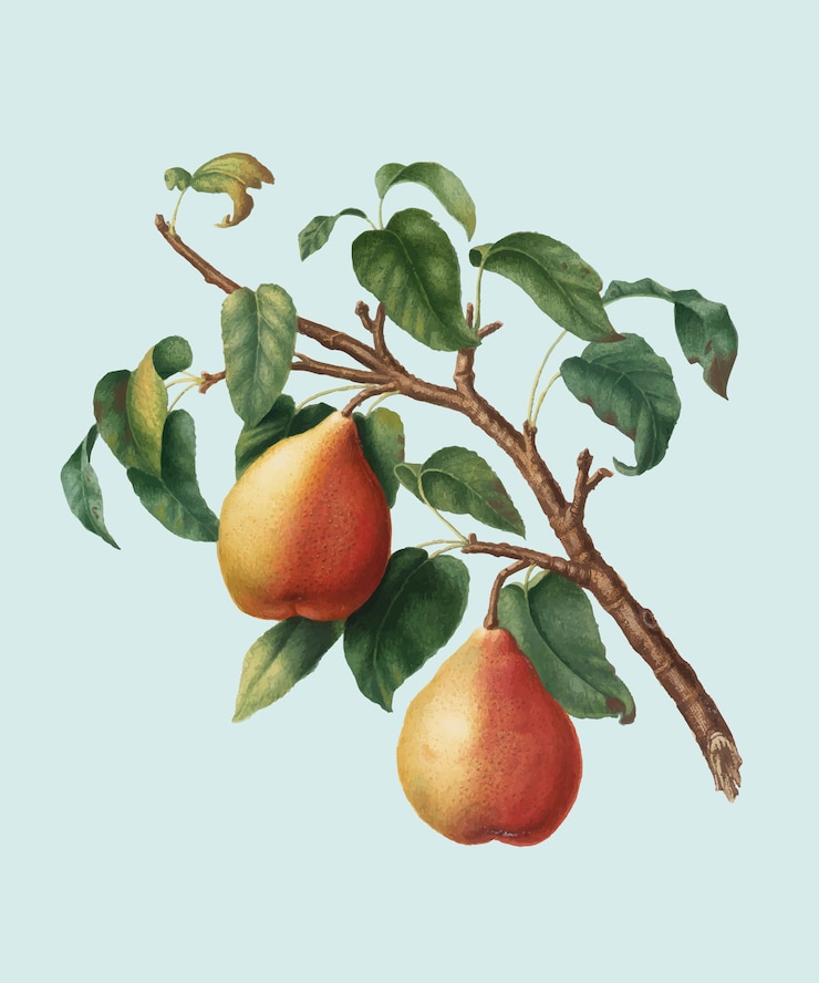 Zdarma Vektor wild european pear from pomona italiana illustration