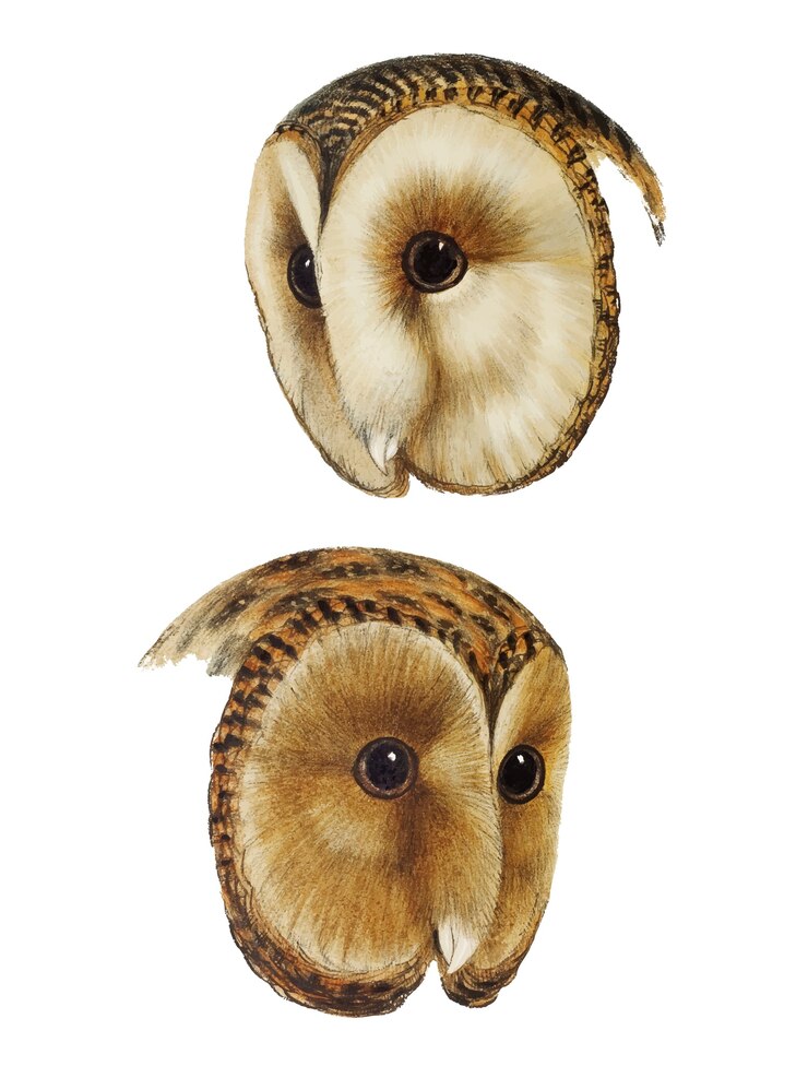 Vetor grátis 1. coruja de celeiro mascarada (strix personata)