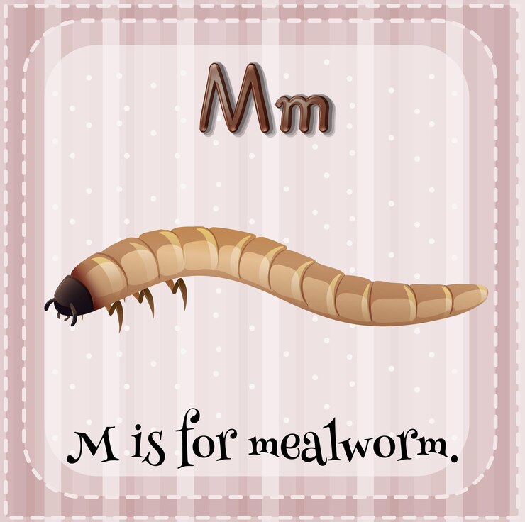 Vetor grátis a letra m do flashcard é para larva de farinha