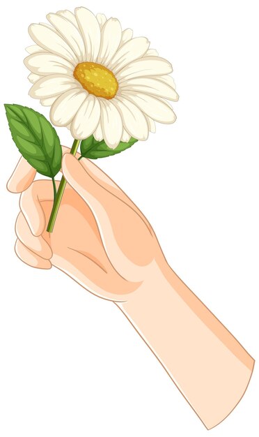 A mão segurando uma flor de margarida