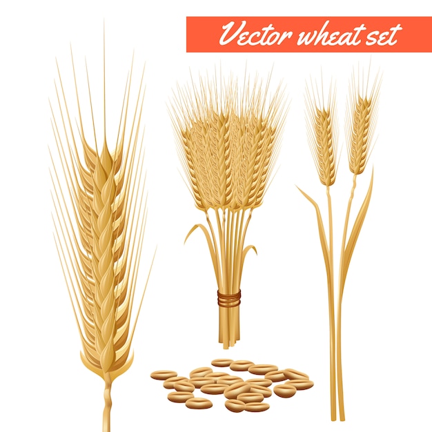 A planta de trigo madura colheu cabeças e grão decorativo e benefícios de saúde que anunciam cartaz