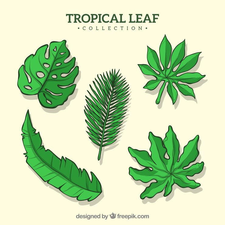 Vetor grátis adorável mão desenhada coleção folha tropical