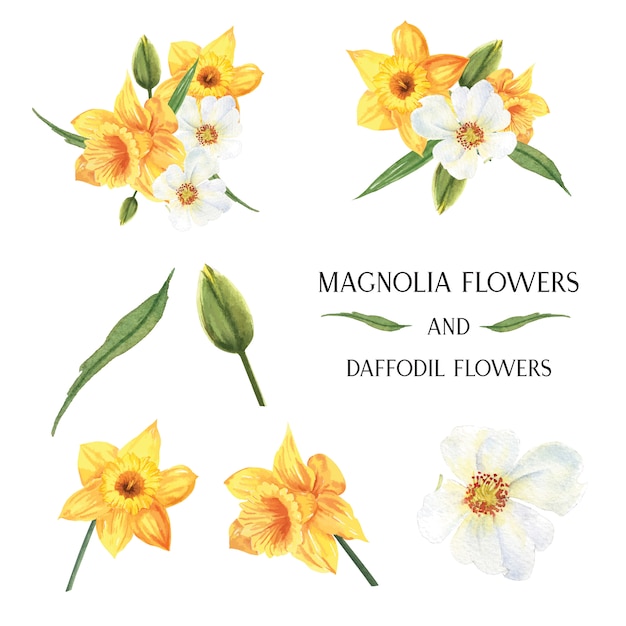 Amarelo magnólia e narciso flores buquês botânico flores ilustração aguarela