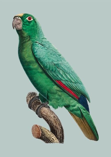 Vetor grátis amazona-de-coroa-amarela