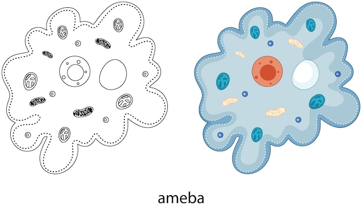 Vetor grátis ameba em cores e rabisco em branco