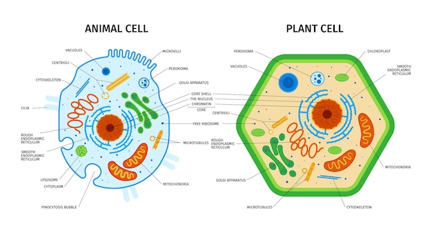 Anatomia celular da composição de plantas e animais com conjunto de imagens educacionais coloridas com ilustração em vetor legendas de texto