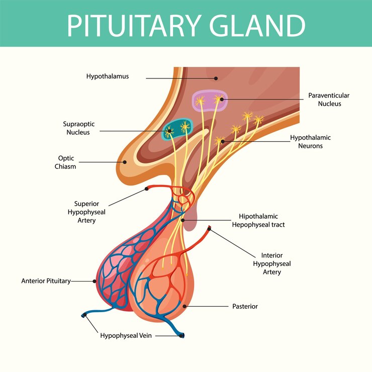 Vetor grátis anatomia da glândula pituitária
