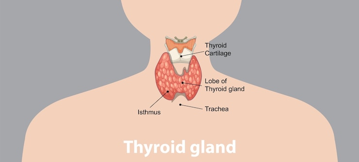 Vetor grátis anatomia da glândula tiróide humana